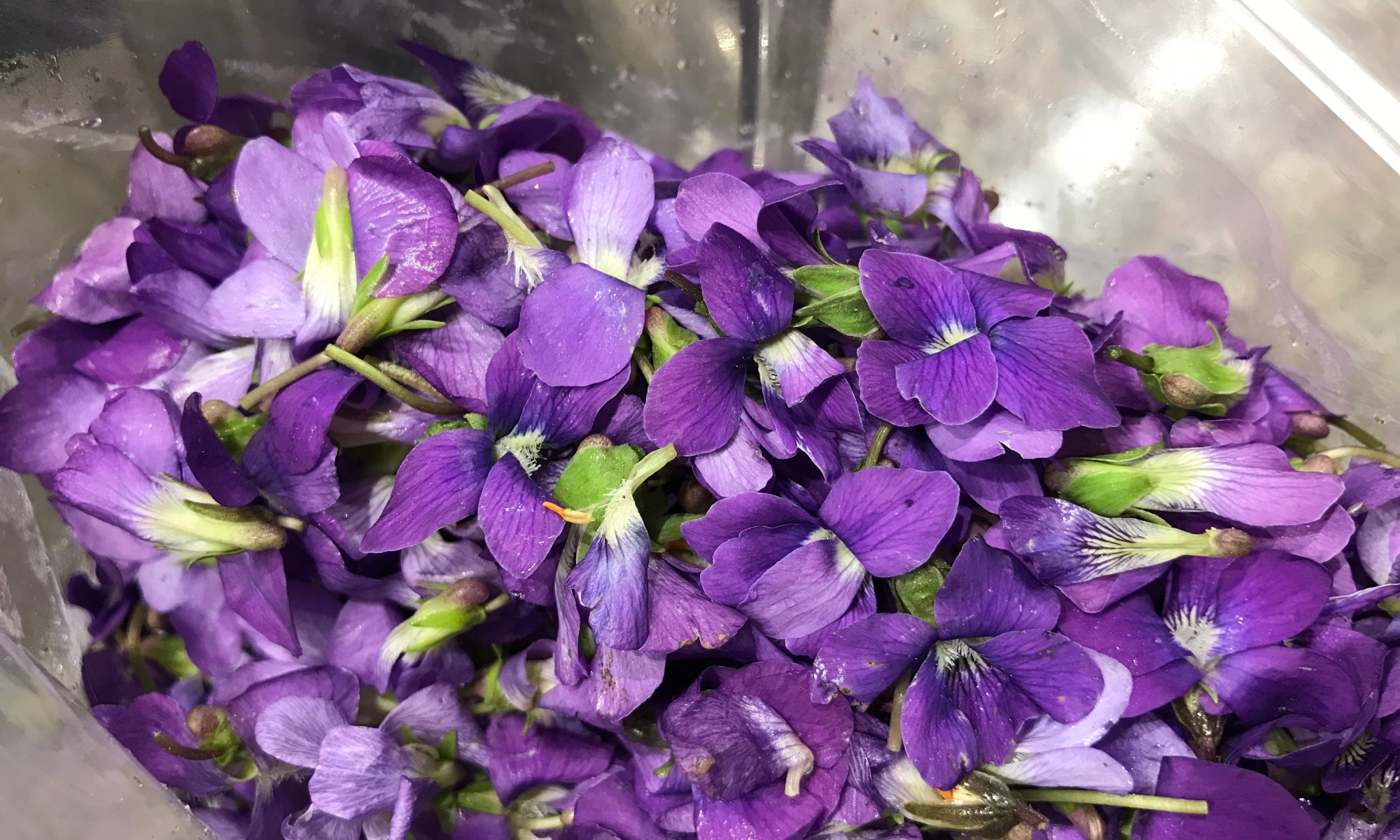 a plastic bag that is about half full of freshly picked violet flowers